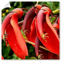 Erythrina crista galli